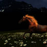 Dark Meadow Horse