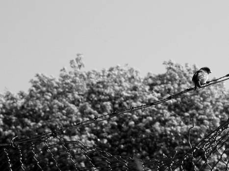 Bird on a barbed wire