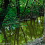 Peaceful Forest River