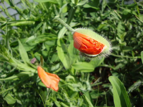 Orange Bud