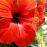 Red Flower Detail