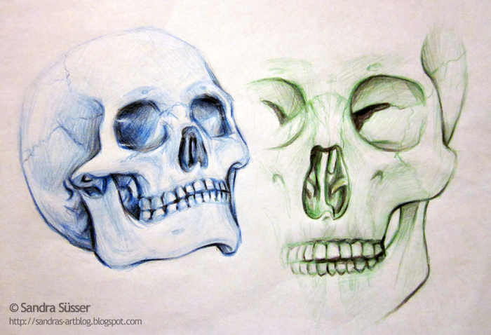 Skull studies