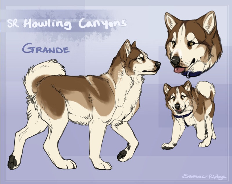 SR Greenland Dog - Grande