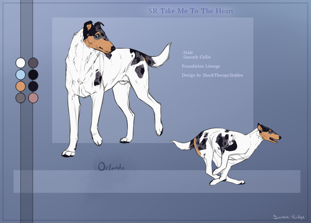 SR Smooth Collie - Orlando