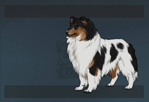 SR Rough Collie - Finn