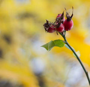 Autumnrose  Herbst-Zeit-Rose