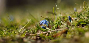 Soletary messenger of spring