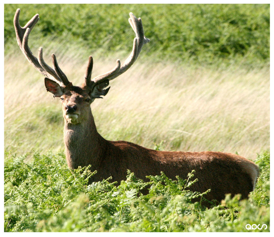 Stag by AshleySmith on DeviantArt