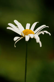 Oxeye daisies 02