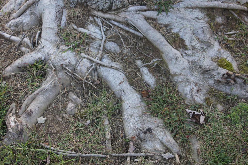 growing roots by hkiwi1846 on DeviantArt