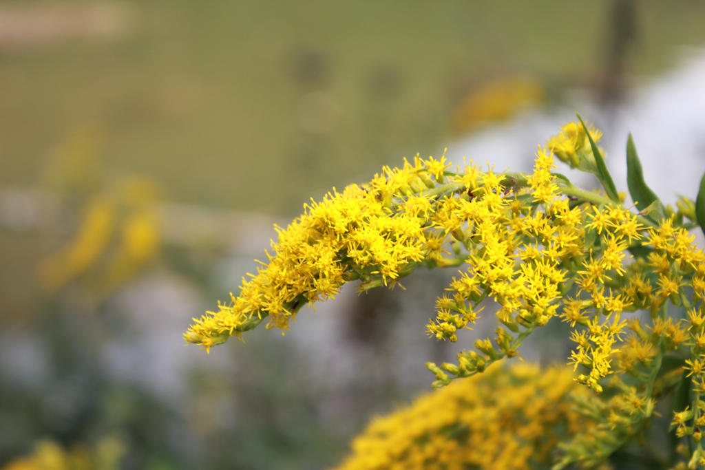 yellow flower