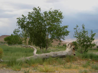 Driftwood ... Adrift in Bishop