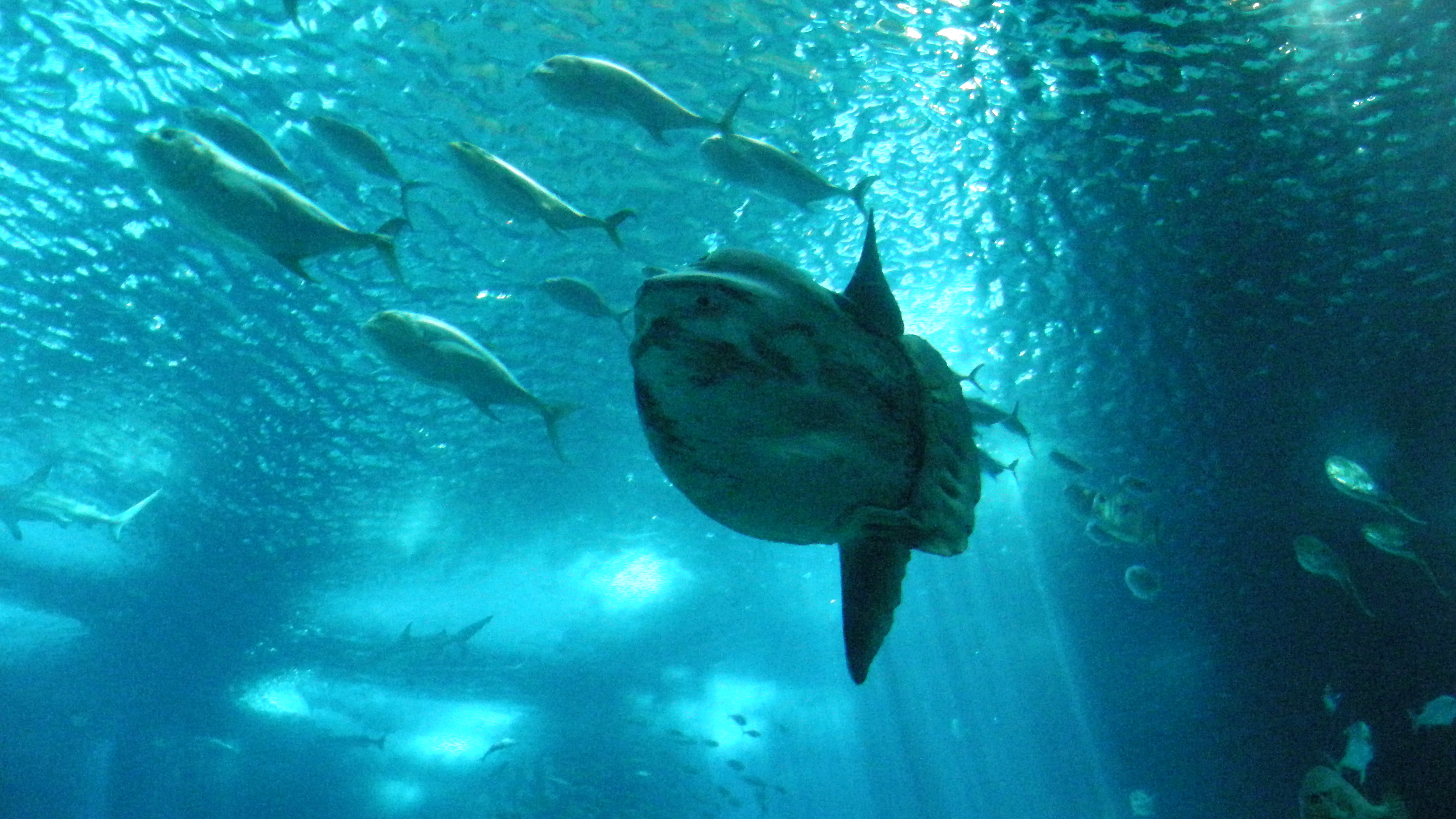 Lisbon Oceanarium, Portugal