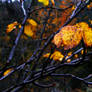 Last leaves