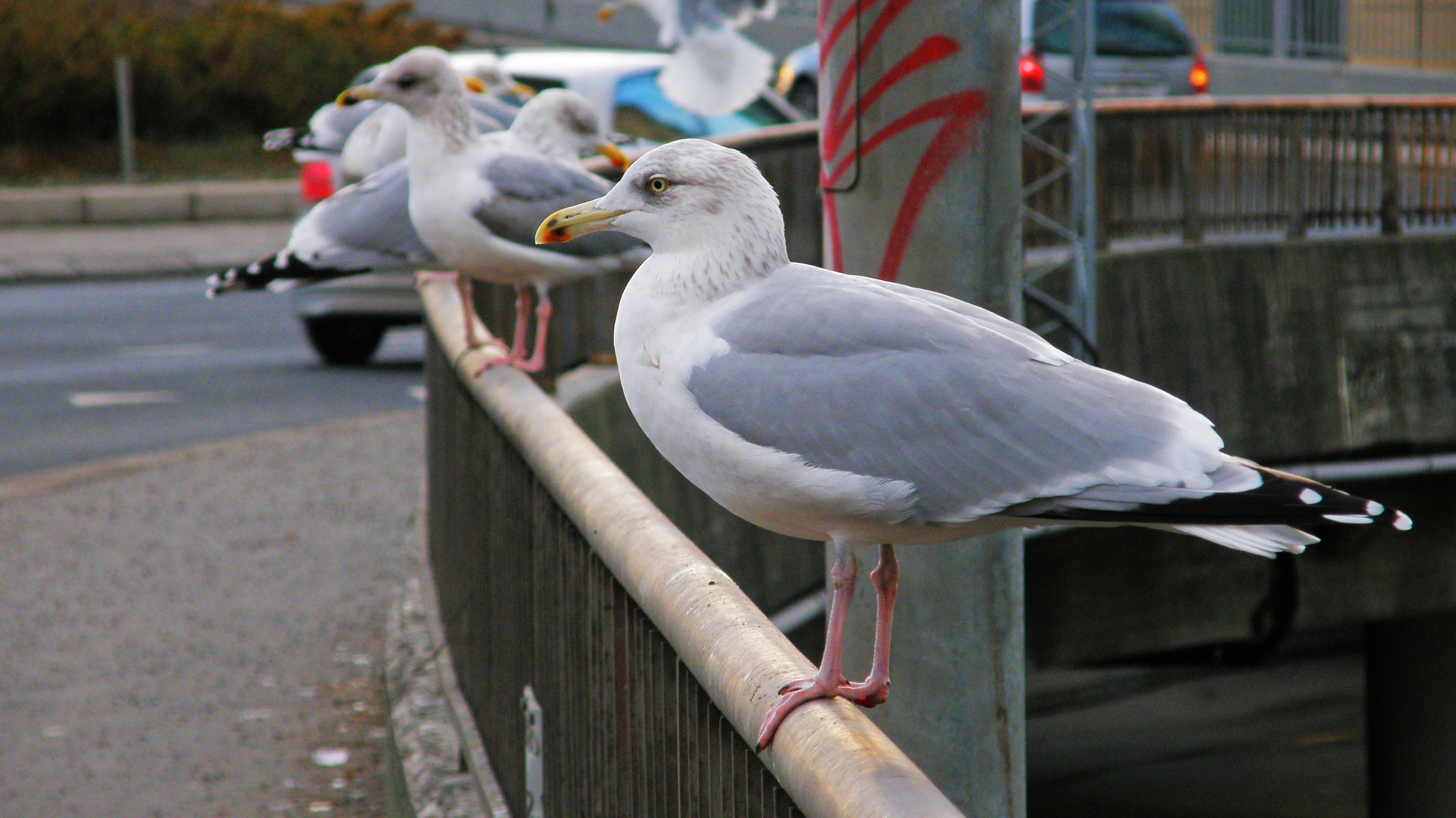 Seagulls