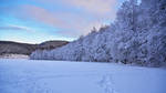 Frozen trees by francis1ari