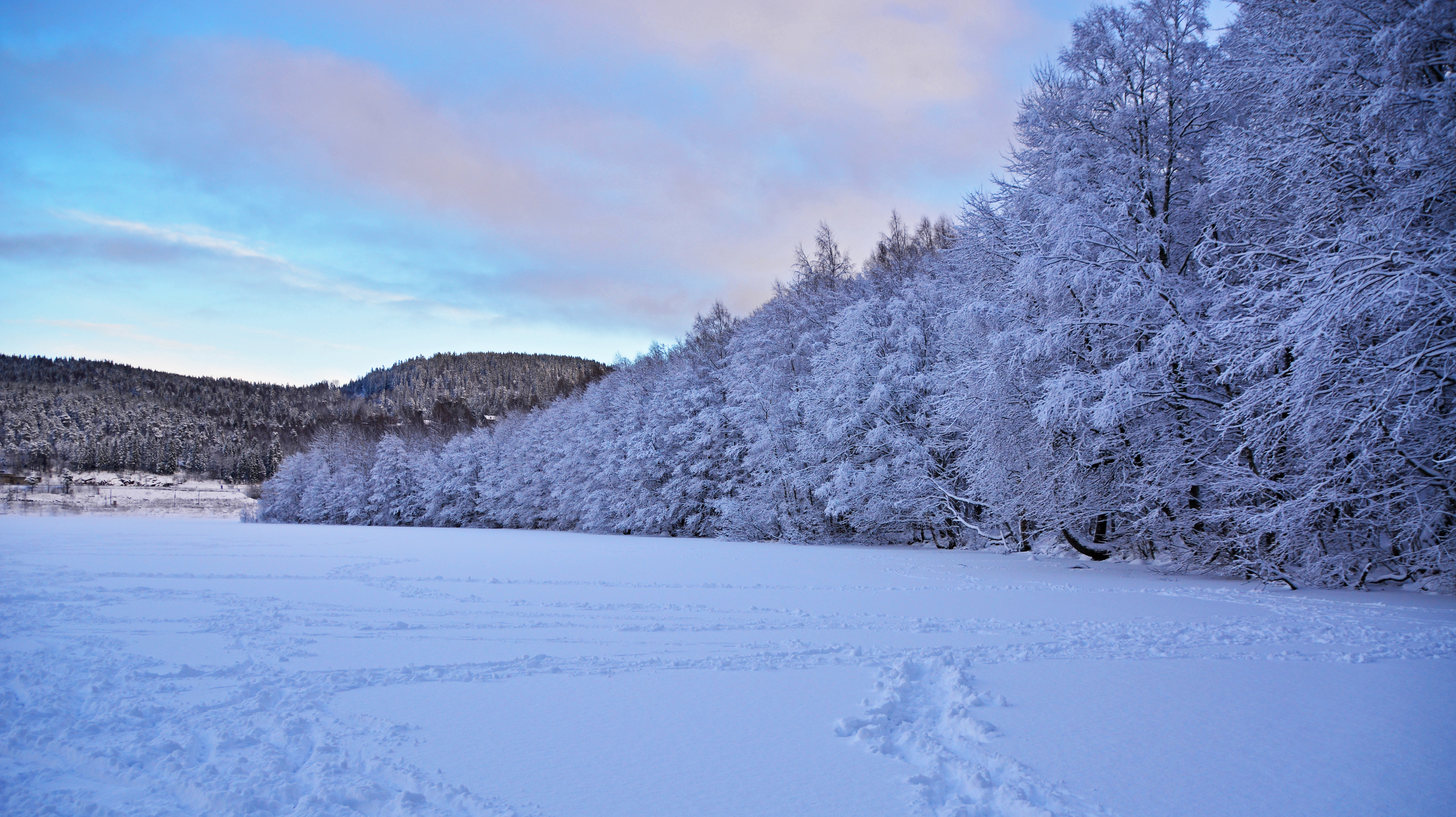 Frozen trees