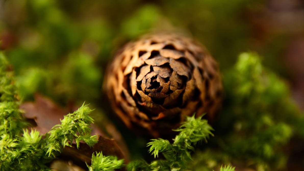 Lost Pine Cone by francis1ari