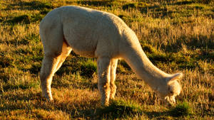 Alpaca