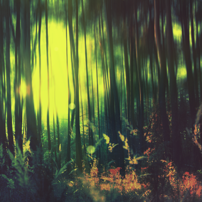 ...ambient forest...