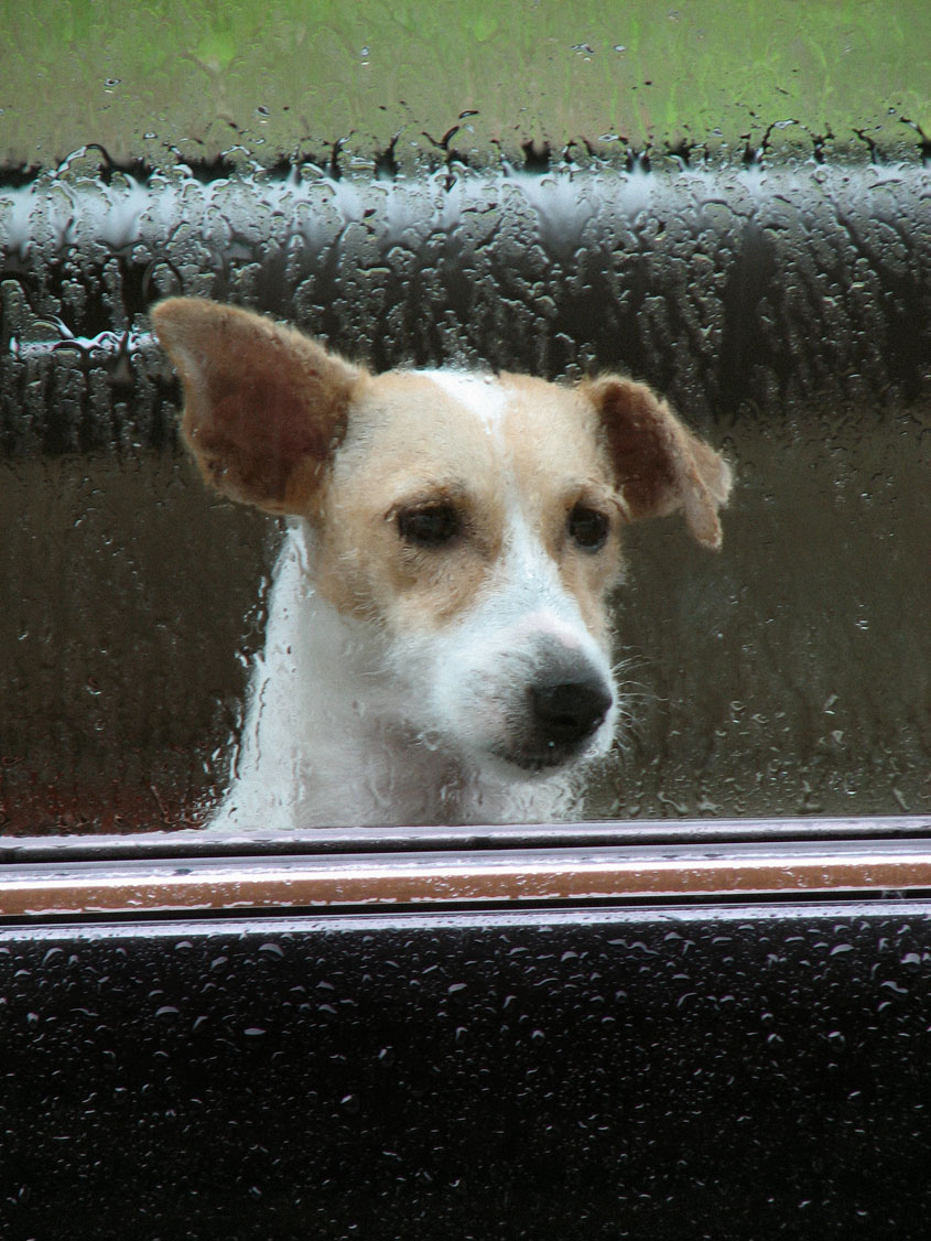 Dog in the window