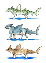 Shark Dogs