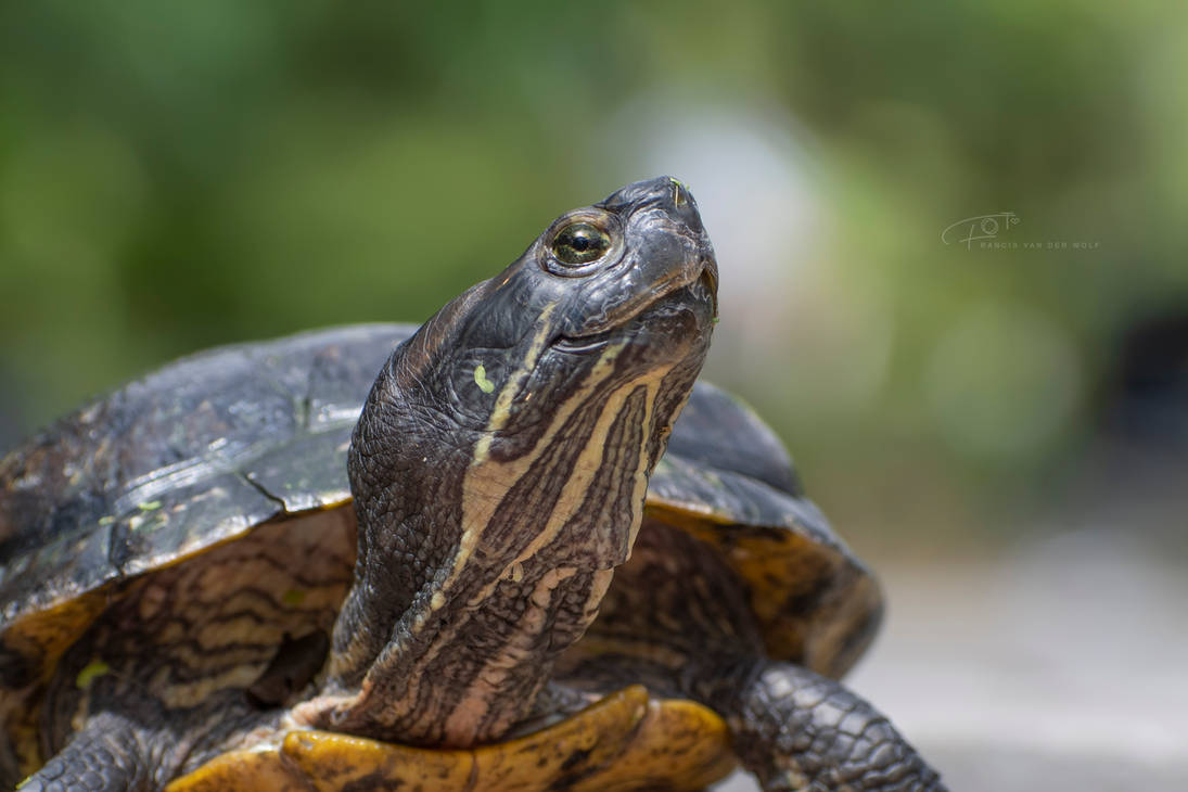 Turtle by FrancisvdW on DeviantArt