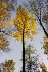 Autumn Tree