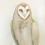 Barn owl