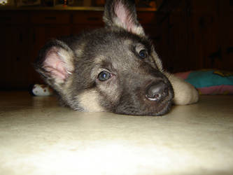 German Shepherd Puppy-8wks-