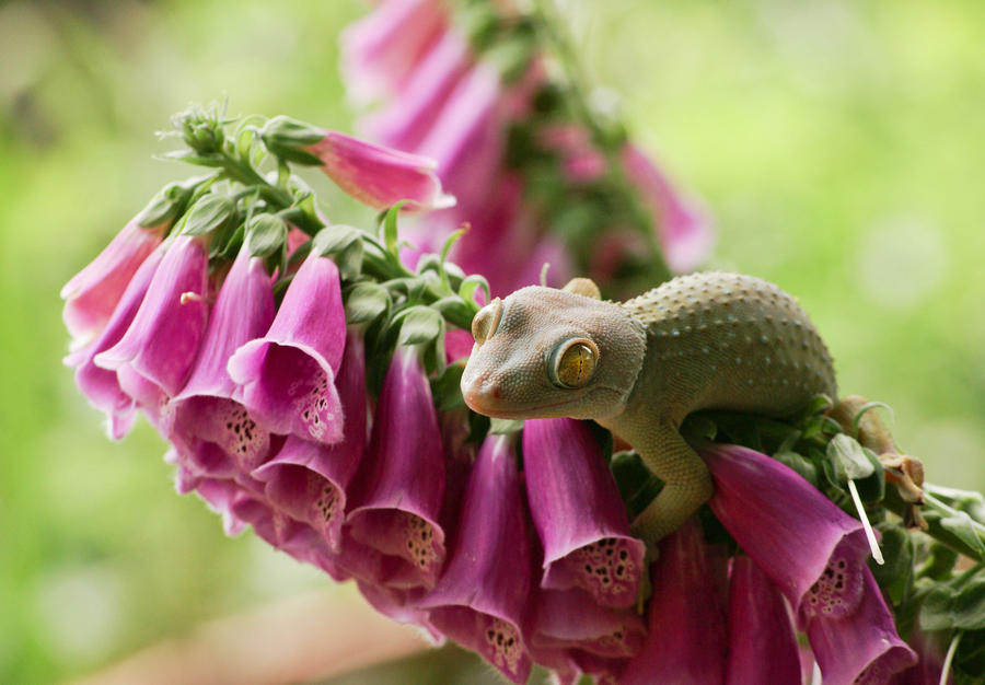 Zuul on Foxgloves