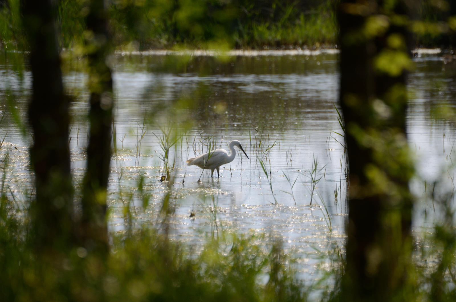 Little Egret