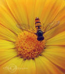 The Summer Is Yellow by Sophibelle