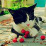 Kitty Loves Cherries