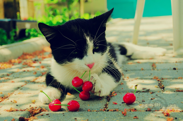 Kitty Loves Cherries