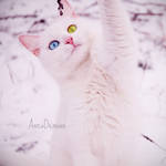 Explorer by roseminuet