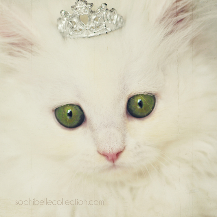 Princess of Cute