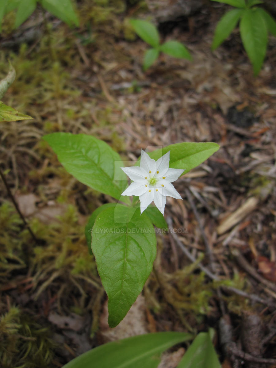 Trientalis Borealis