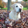 Lab in the Leaves