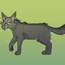 Graystripe