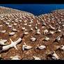 Northern Gannets