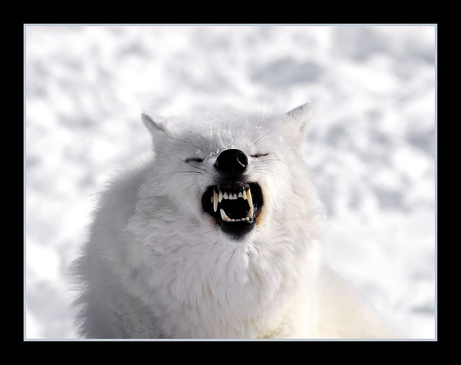 Arctic Wolf