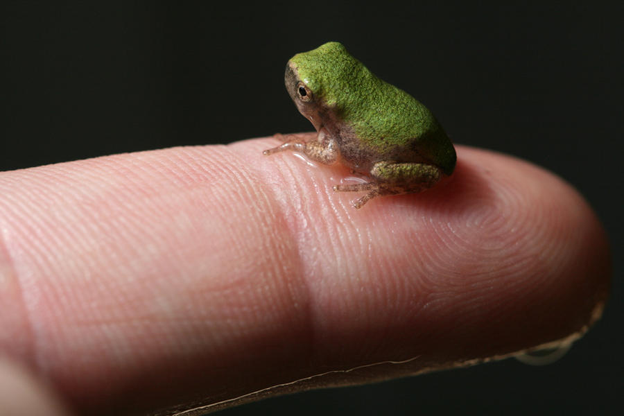 baby frog by EggBeaterNEater on DeviantArt