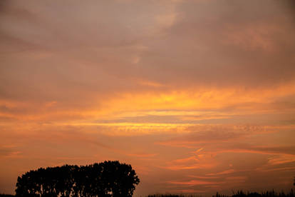 Red sky with trees