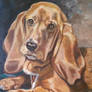 Basset hound portrait