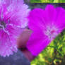 Montage of Purple Flowers
