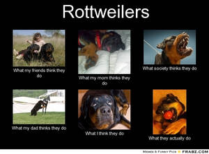 Rottweilers: Perceptions Versus Reality
