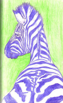 Purple Zebra