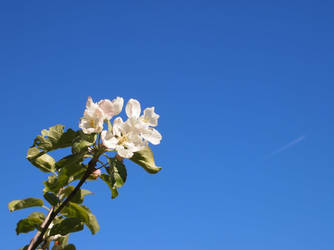 Apple flower