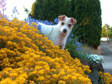 frollic in the flowers